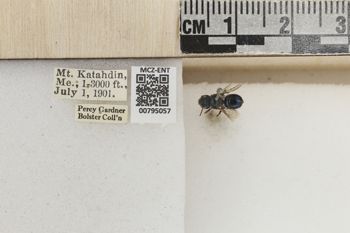 Media type: image;   Entomology 795057 Aspect: Labels